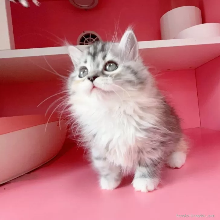 ID:2503-02265の子猫
