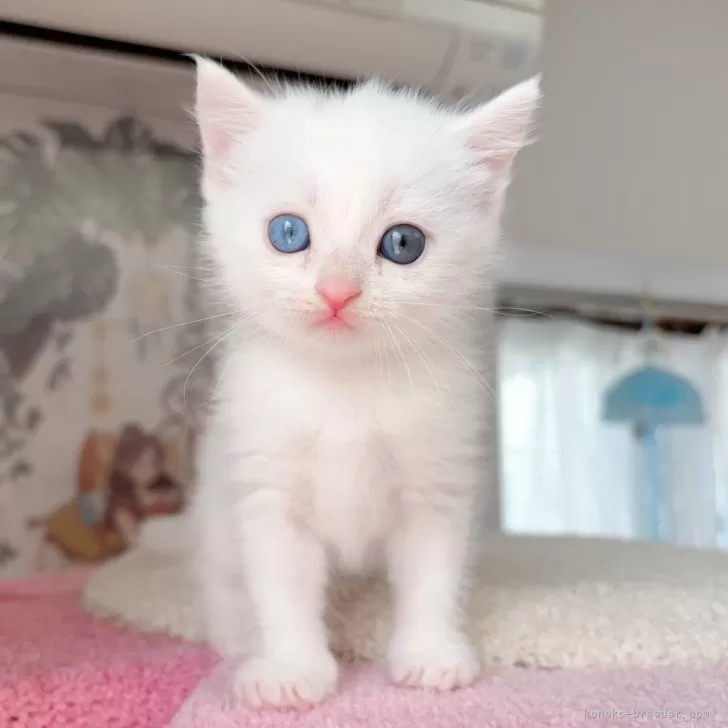 きなこ 様のお迎えした子猫