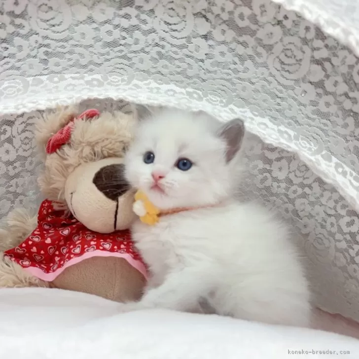 K.O 様のお迎えした子猫