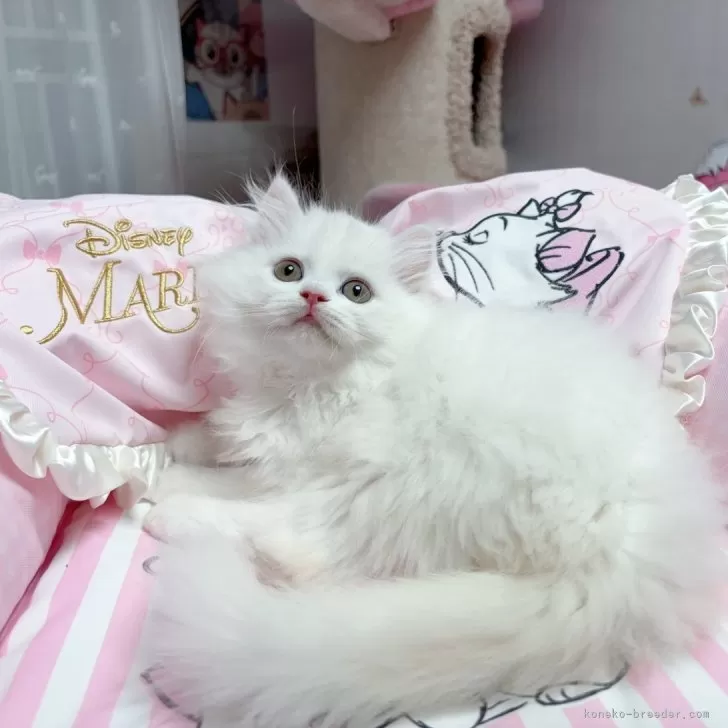 S.T 様のお迎えした子猫