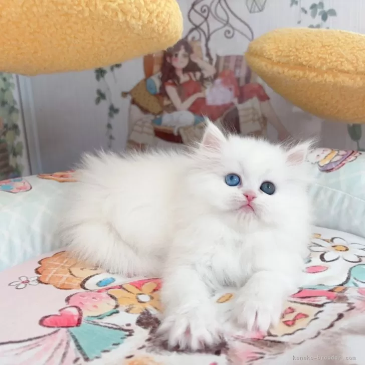ID:2502-01399の子猫