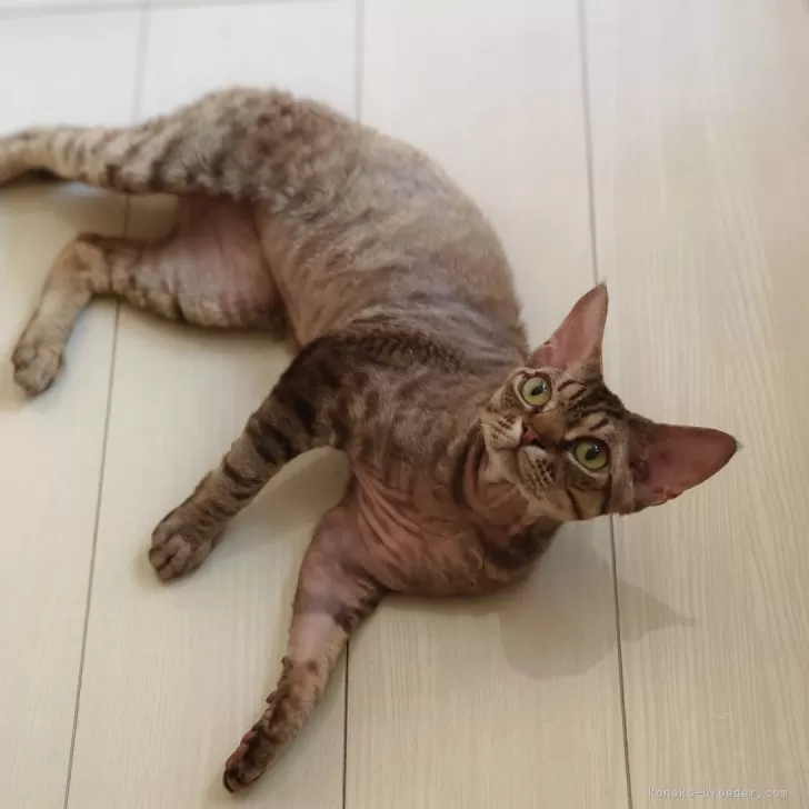 ID:2308-03014の子猫