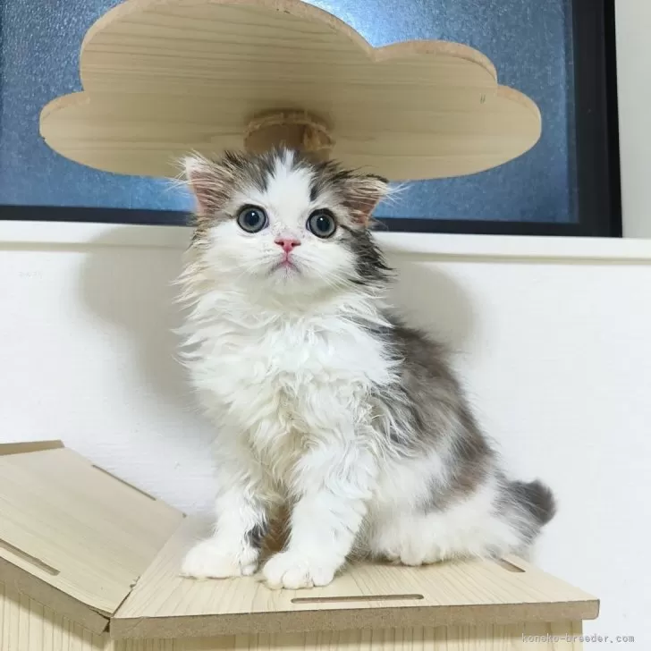ID:2503-02539の子猫