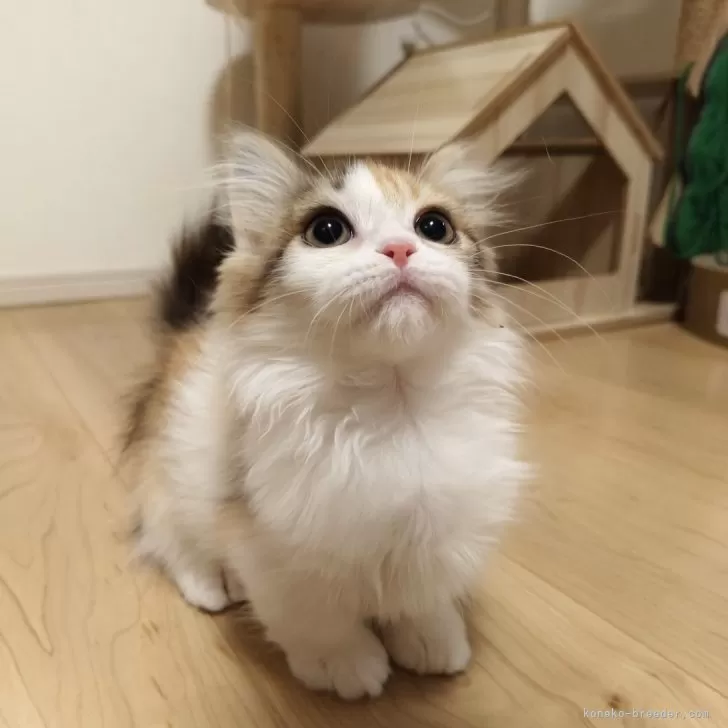 M.N 様のお迎えした子猫
