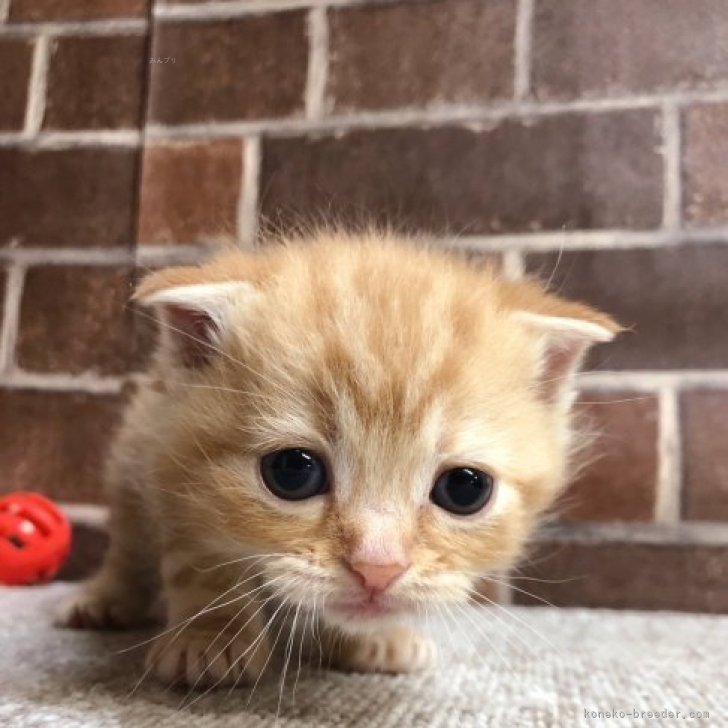 かまくらどの 様のお迎えした子猫