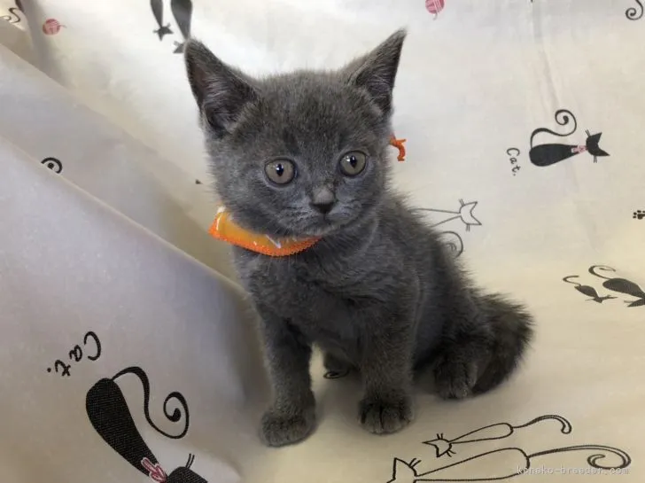 ID：2109-01992の子猫