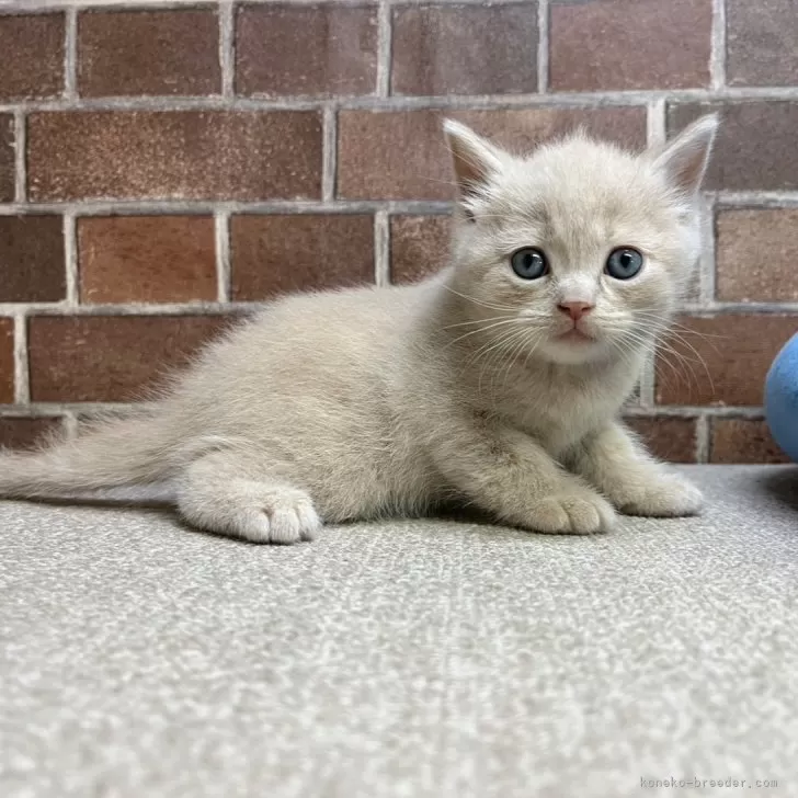 みゆ 様のお迎えした子猫