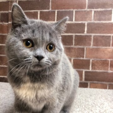 ブルークリームのブリティッシュショートヘアの子猫を探す｜ブリーダー