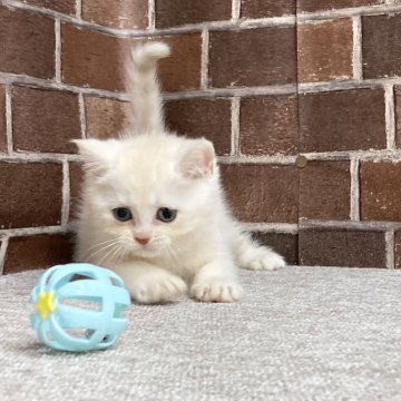 マンチカン(長足)【東京都・男の子・2023年11月4日・クリームタビー（短毛）】の写真「甘えん坊の可愛い男の子です✨️」