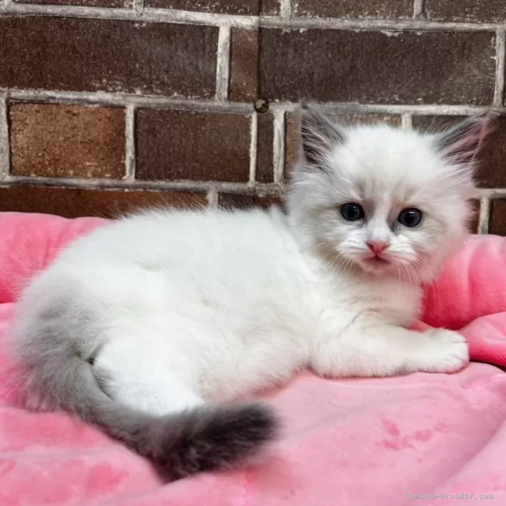 ID:2504-00200の子猫