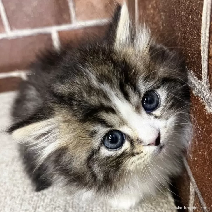 みい 様のお迎えした子猫