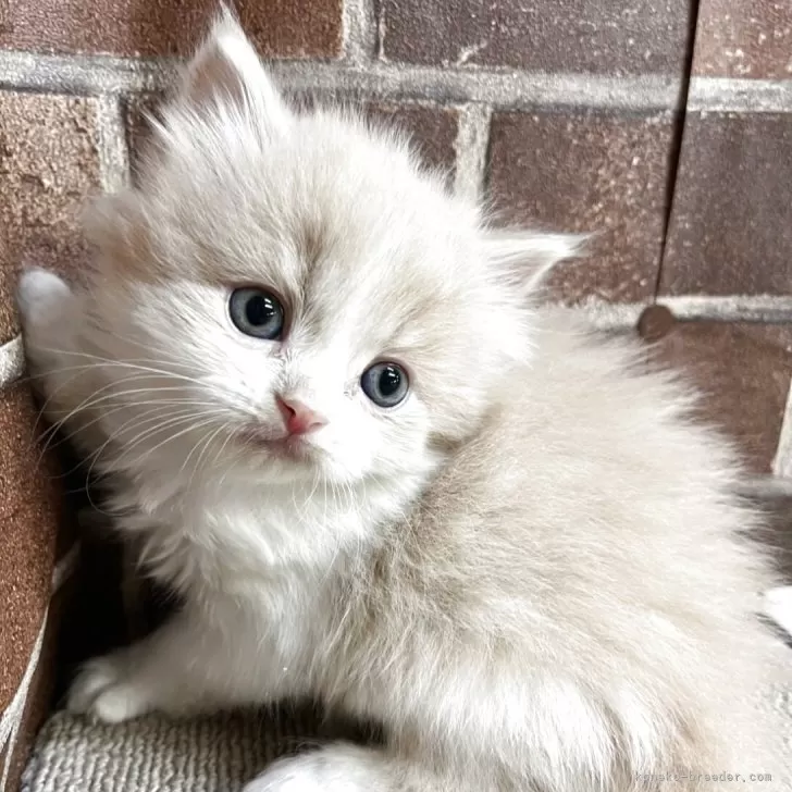 ID:2504-01783の子猫