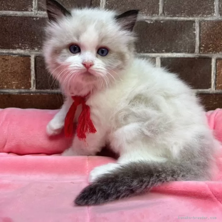 ID:2504-00202の子猫