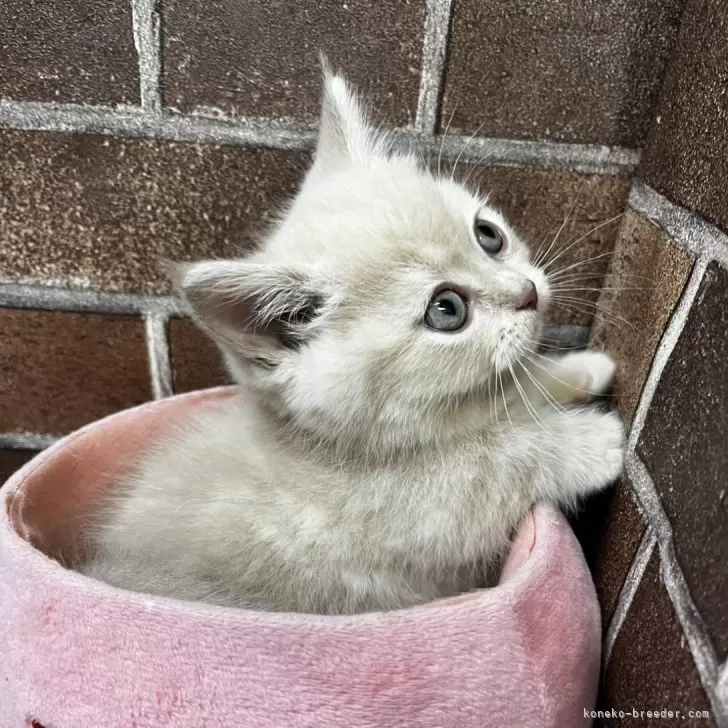 福助 様のお迎えした子猫