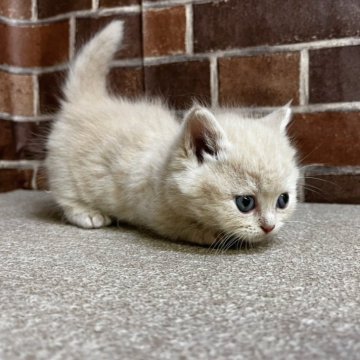 マンチカン(短足)【東京都・男の子・2024年11月17日・クリーム】の写真「極短足ちゃんの可愛い男の子✨️」