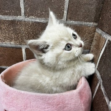 マンチカン(短足)【東京都・男の子・2024年11月17日・クリーム】の写真「極短足ちゃんの可愛い男の子✨️」