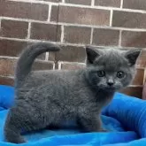ブリティッシュショートヘア