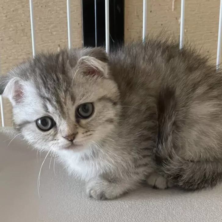 ID:2405-00565の子猫