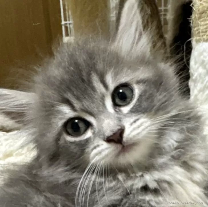 ID:2407-02035の子猫