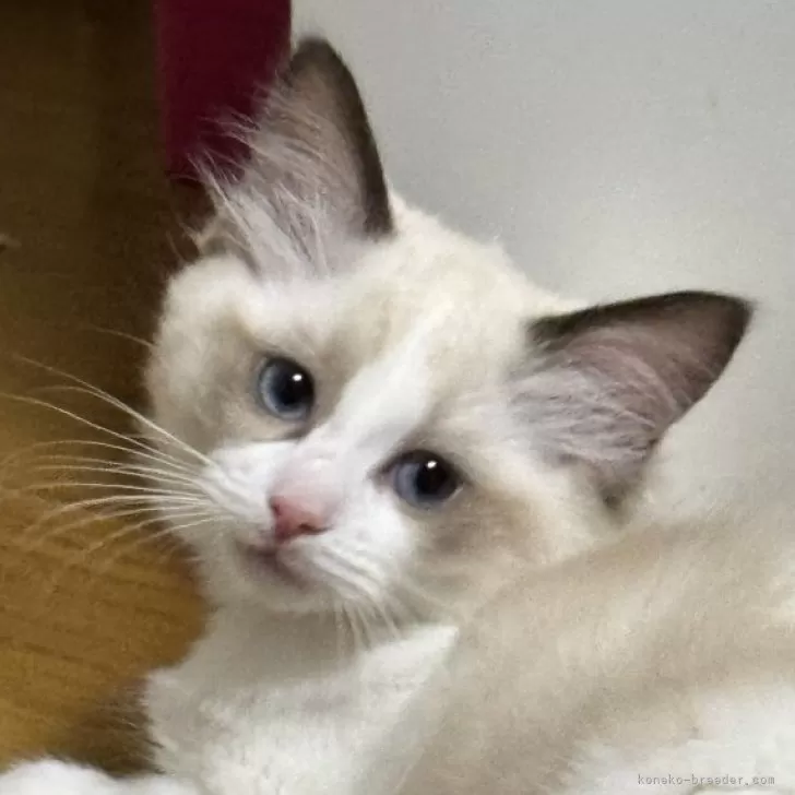ID:2412-02757の子猫