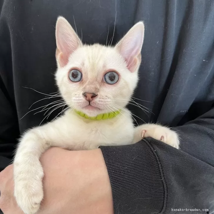 S.M 様のお迎えした子猫