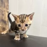 ベンガル