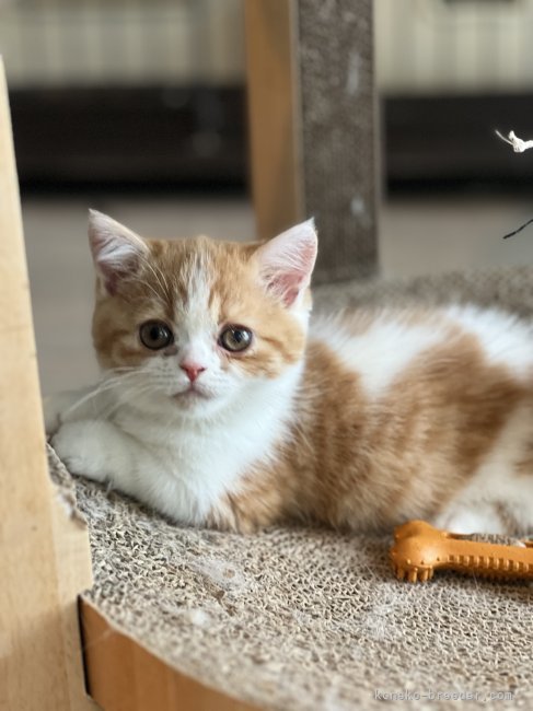 猪股　正美(いのまた　まさみ)ブリーダー(埼玉県・マンチカンなど・ICC登録)の紹介写真7