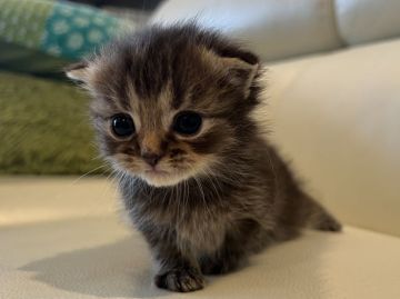 マンチカン(短足)【埼玉県・男の子・2022年2月19日・短毛（ブラウンタビー）】の写真「くりくりおめめにお耳垂れてます」