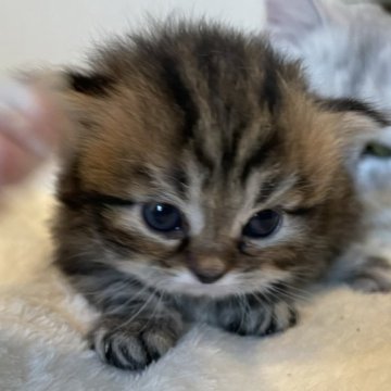 マンチカン(短足)【埼玉県・男の子・2023年3月23日・ブラウンタビー（ロング）】の写真「抱っこすきの甘えん坊」