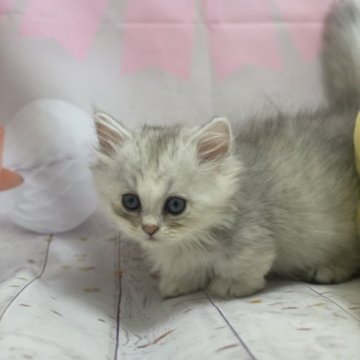 マンチカン(短足)【埼玉県・女の子・2023年7月30日・長毛（シルバータビー）】の写真「とーても大人しくて抱っこ大好き」