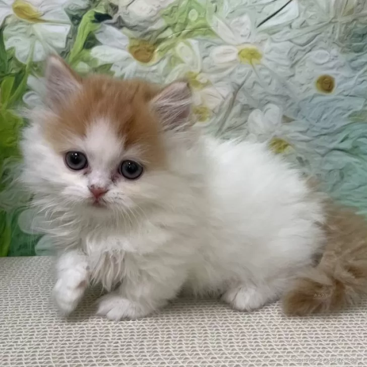 ID:2502-01083の子猫
