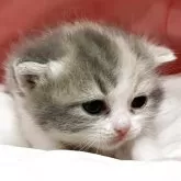 マンチカン(長足)