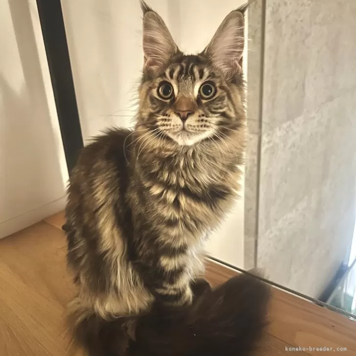 ID:2502-00481の子猫