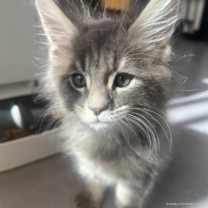 ID:2501-00465の子猫