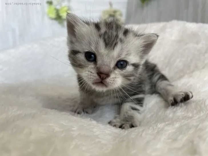 ID:2110-02489の子猫