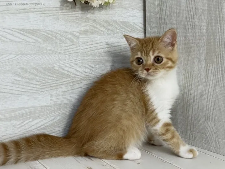 ID：2107-00983の子猫