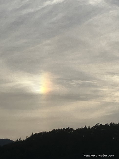 2023年9月7日　西の空に幻日｜森下　豊子(もりした　とよこ)ブリーダー(福島県・ノルウェージャンフォレストキャット・ICC登録)の紹介写真5