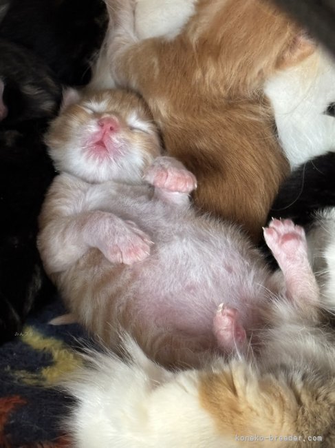 エルザレッド子猫へそ天ですやすや｜森下　豊子(もりした　とよこ)ブリーダー(福島県・ノルウェージャンフォレストキャットなど・ICC登録)の紹介写真7