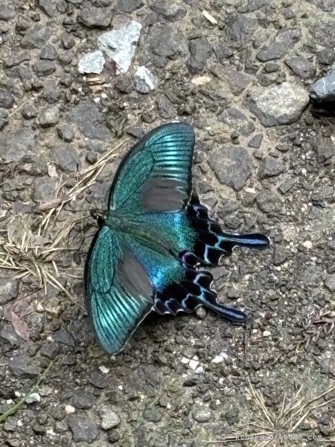 7/15 カラスアゲハが遊びに来ました｜森下　豊子(もりした　とよこ)ブリーダー(福島県・ノルウェージャンフォレストキャット・ICC登録)の紹介写真9