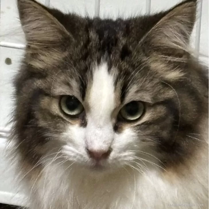 ID:2410-01425の子猫