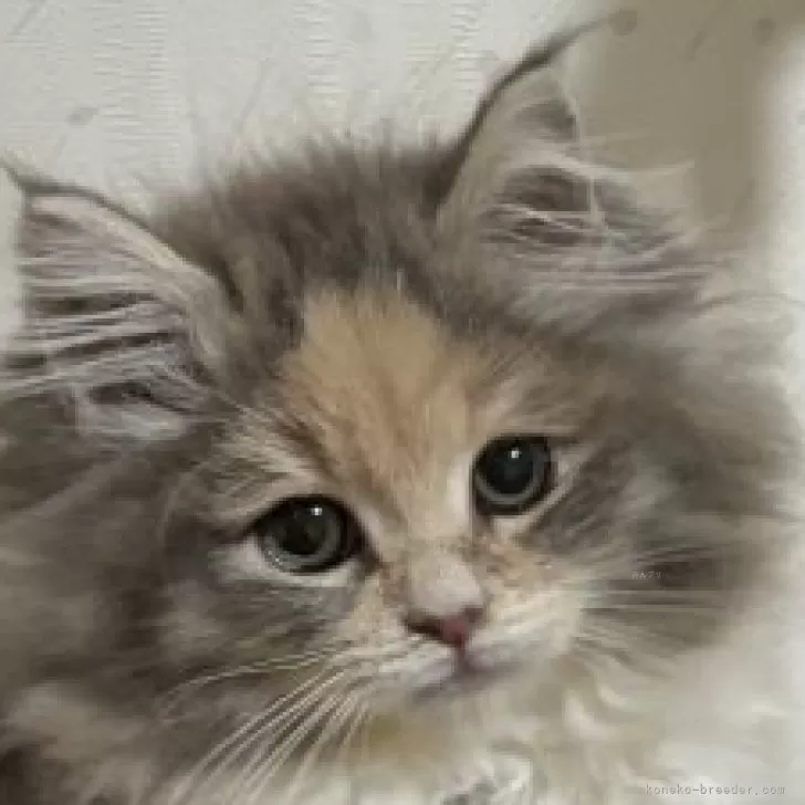 ID：2412-00240の子猫