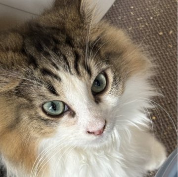 ノルウェージャンフォレストキャット【福島県・男の子・2024年9月27日・ブラウンタビー&ホワイト】の写真「母似の美男子」