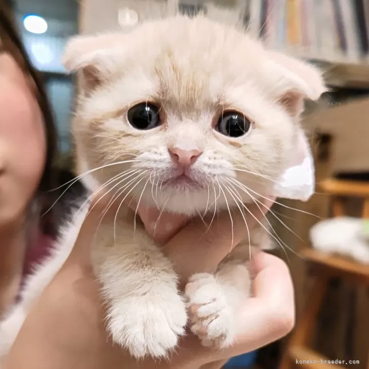 ID:2404-03365の子猫