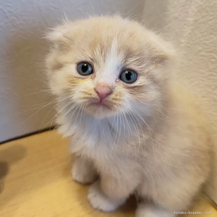 ID:2405-00714の子猫