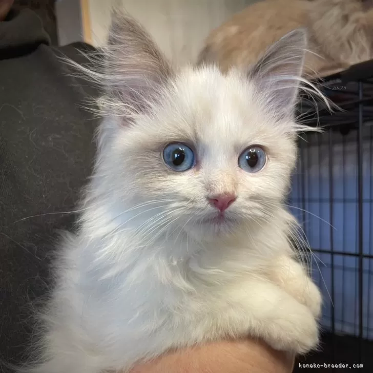 ID:2412-01715の子猫