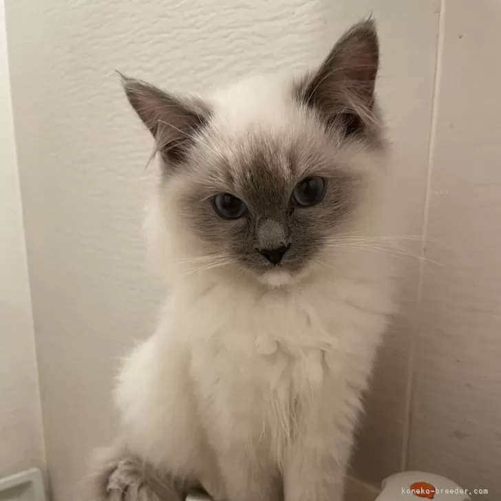 ID:2409-03172の子猫