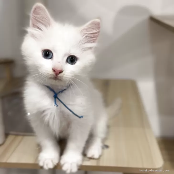 ID:2503-01592の子猫