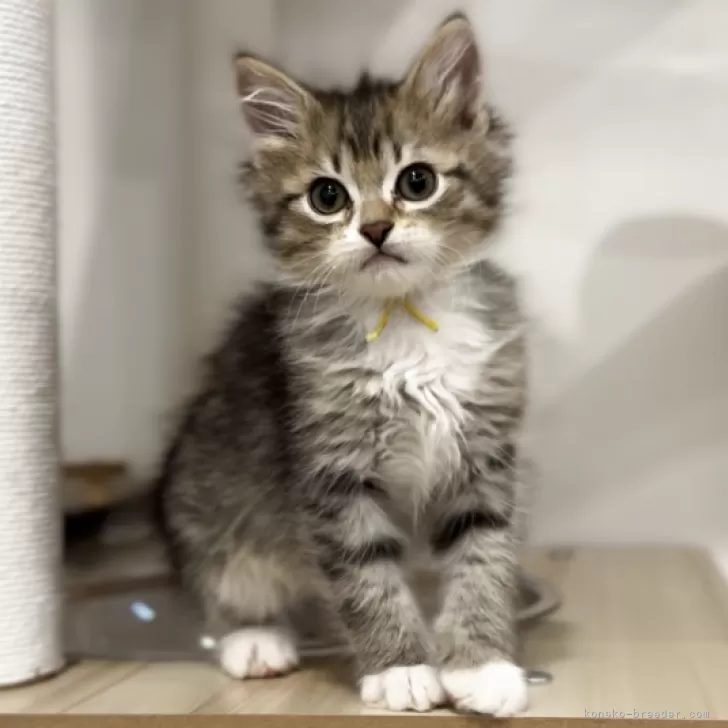 ID:2503-01576の子猫