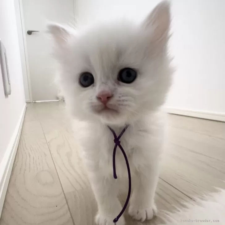 ID:2502-00783の子猫