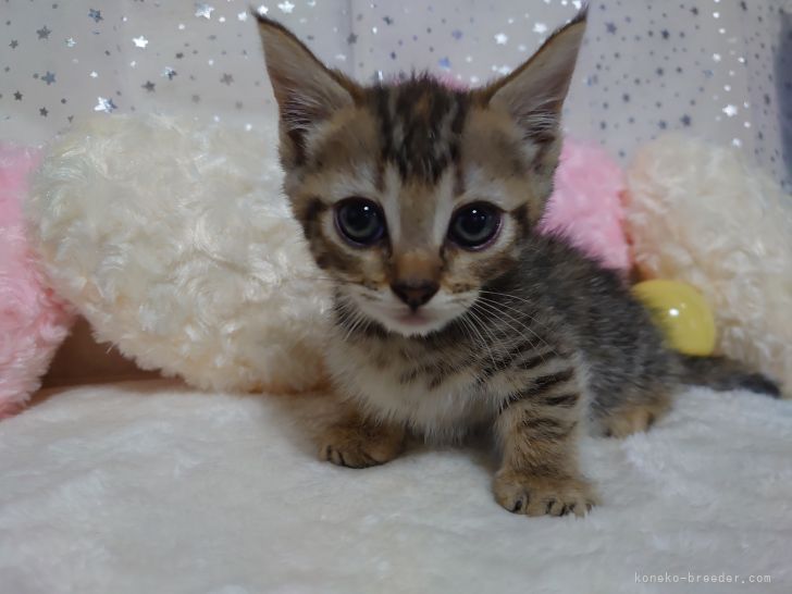 千葉県でおすすめのマンチカンのブリーダー キャッテリー特集 みんなのペットライフ